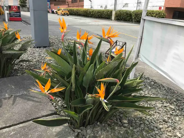 Ave del Paraíso (Strelitzia reginae)