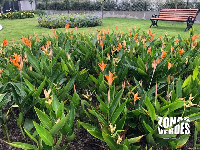 Avecilla (Heliconia psittacorum)