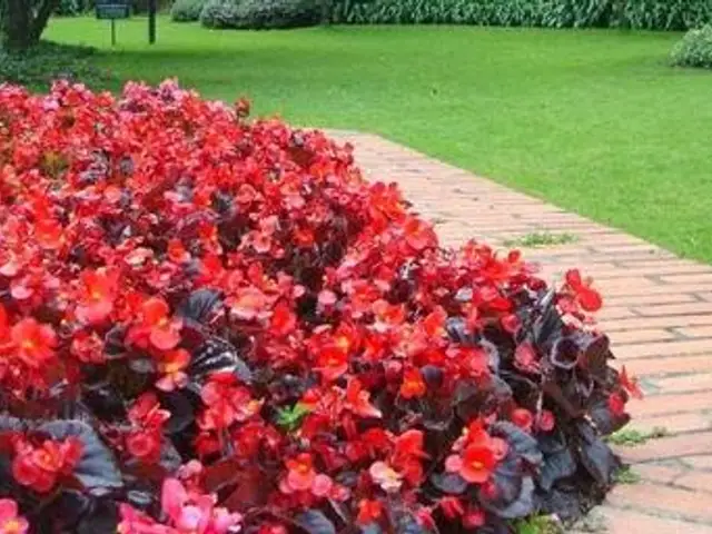Begonia Big (Begonia semperflorens)