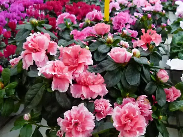 Biflora (Rhododendron japonicum)