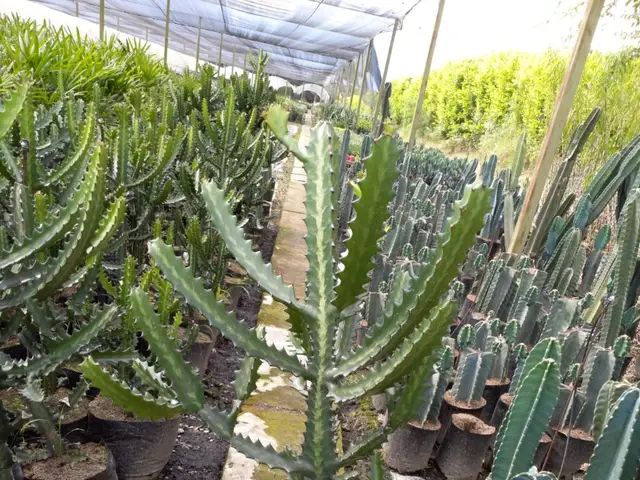 Cactus Candelabro (Browningia candelaris)