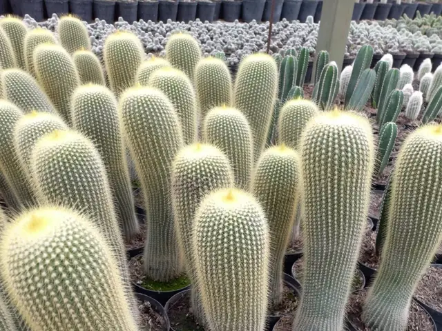 Cactus Viejito (Cephalocereus senilis)