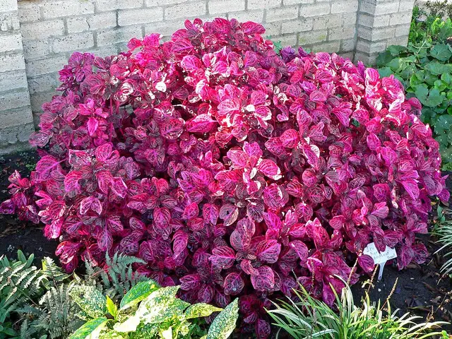 Caracola (Iresine herbstii)