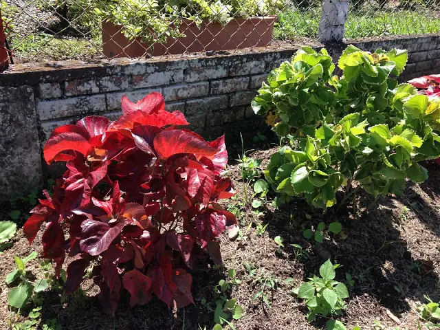 Carlotas (Acalypha amentacea)
