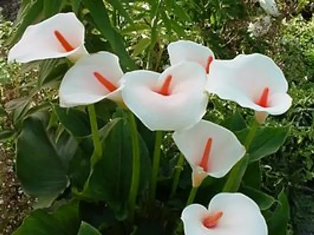 Cartucho (Zantedeschia aethiopica)