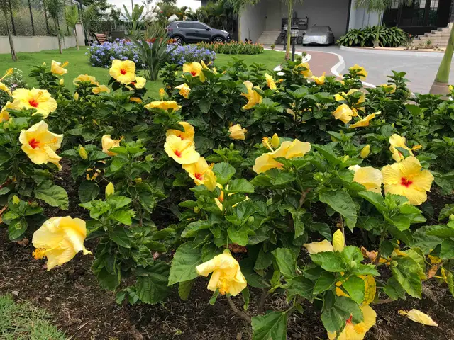 Cayeno (Hibiscus rosa-sinensis)