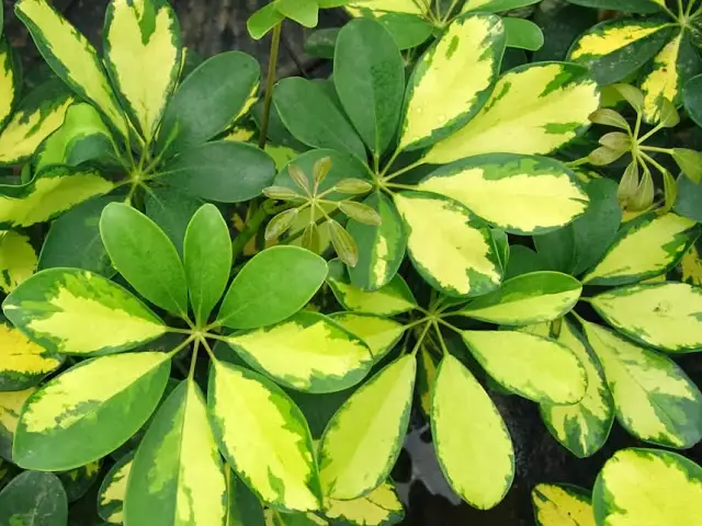 Cheflera (Schefflera actinophylla)