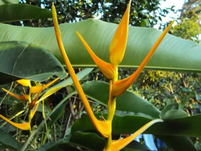 Heliconias (Heliconia acuminata)