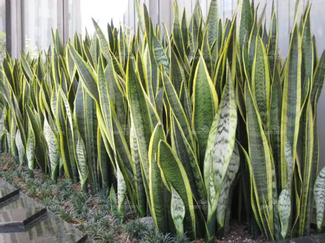 Lengua de Suegra (Sansevieria trifasciata)