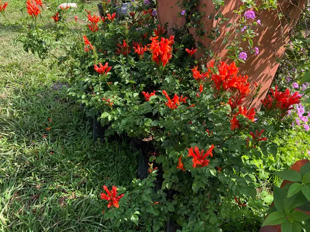 Llamarada (Pyrostegia venusta)