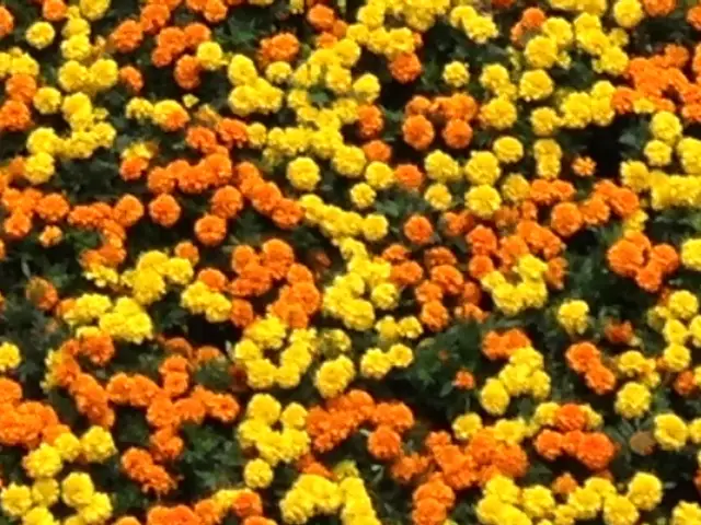 Marigold (Calendula officinalis)