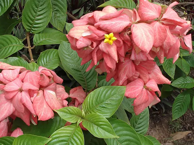 Musaenda (Mussaenda erythrophylla)