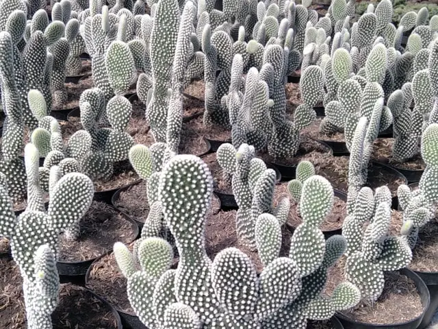 Opuntia (Opuntia sp.)