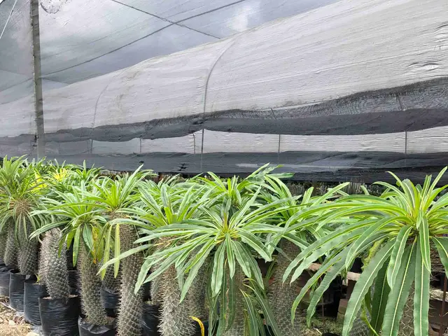 Palma Madagascar (Pachypodium lamerei)