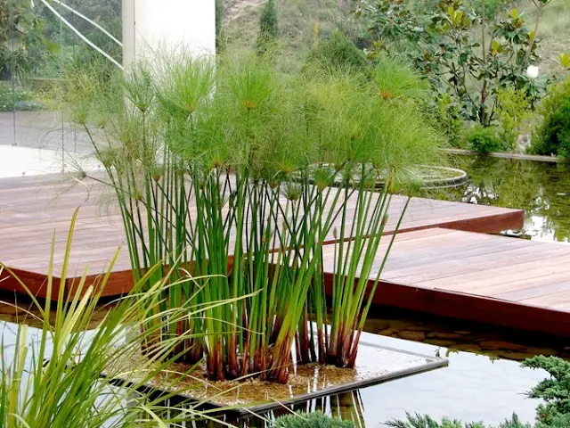 Papiro (Cyperus papyrus)