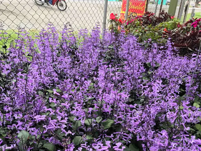 Planta del Dinero (Plectranthus verticillatus)