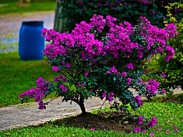 Veranera (Bougainvillea spectabilis)