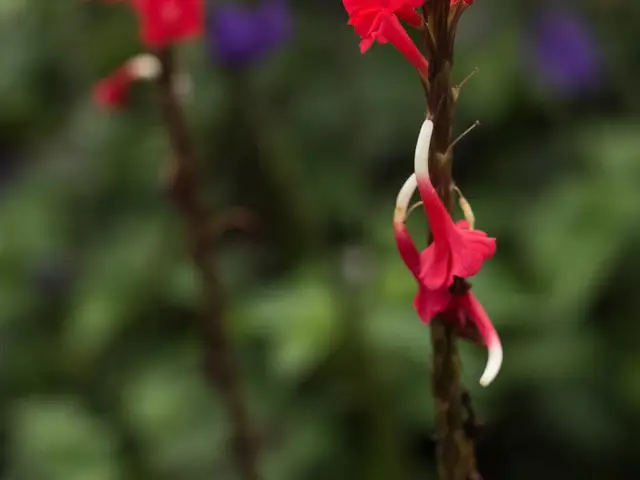 Verbena roja (Verbena sp.)